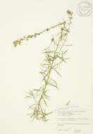 Image of Common Toadflax