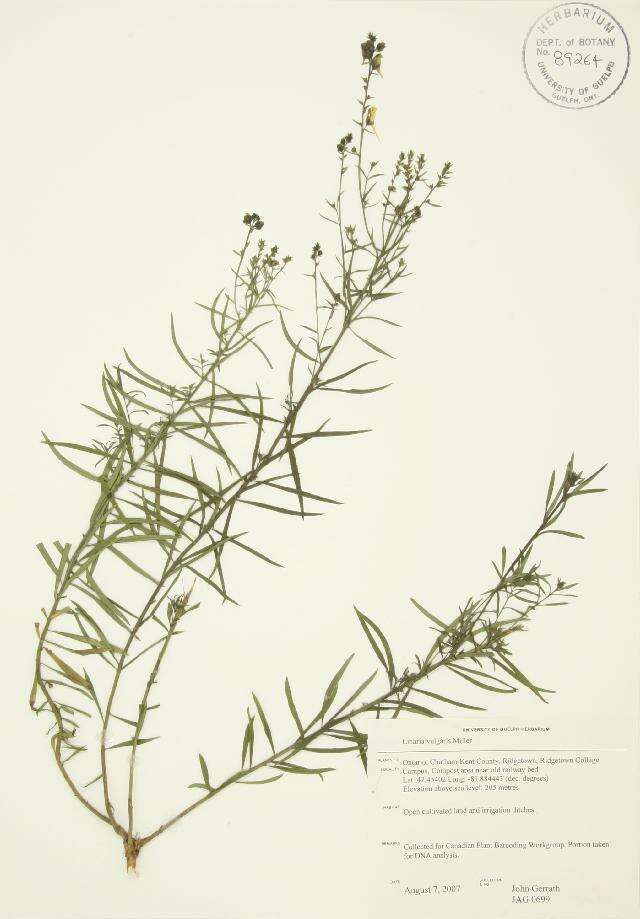 Image of Common Toadflax