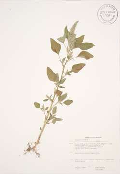 Image of redroot amaranth