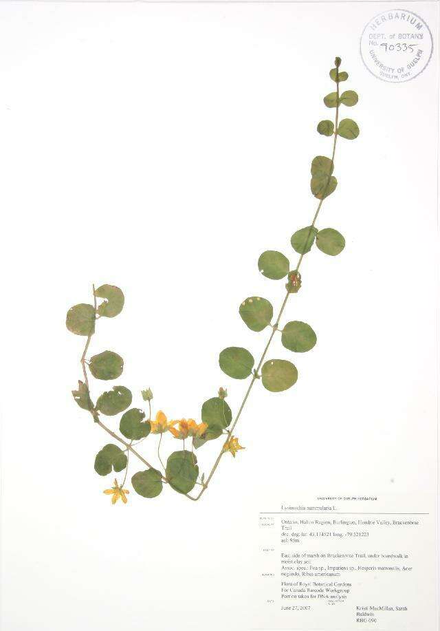 Image of creeping jenny