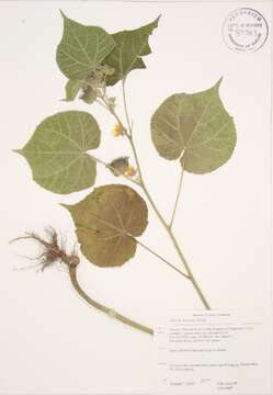 Plancia ëd Abutilon theophrasti Medik.