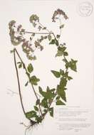 Image of oregano