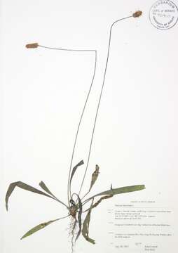 Image of Ribwort Plantain