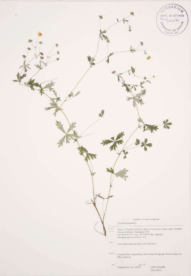 Image of silver cinquefoil