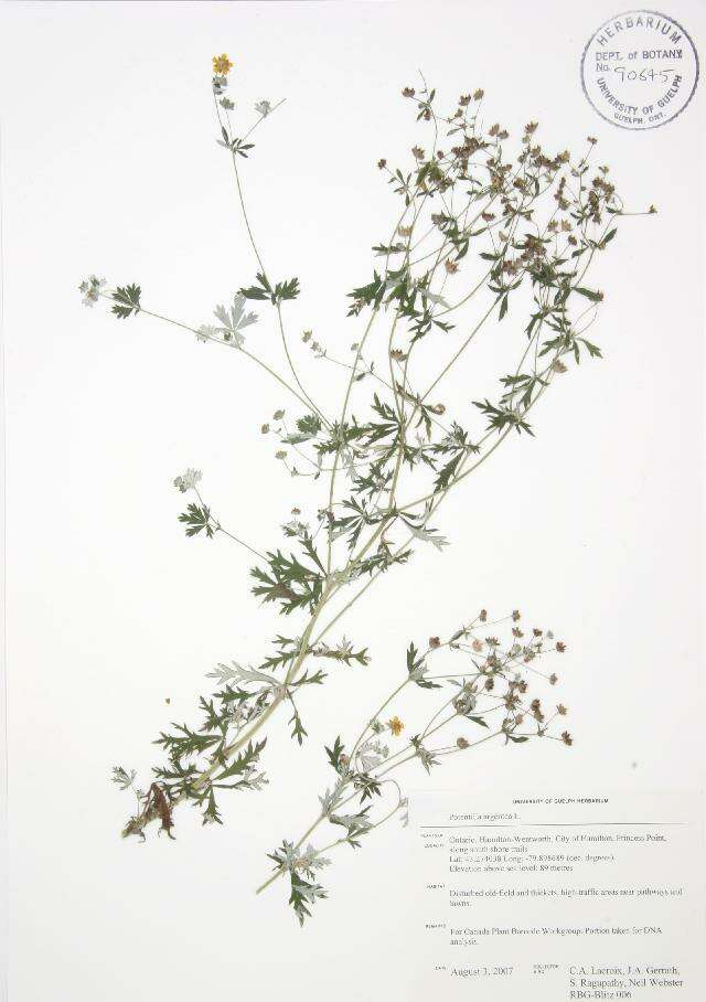 Image of silver cinquefoil