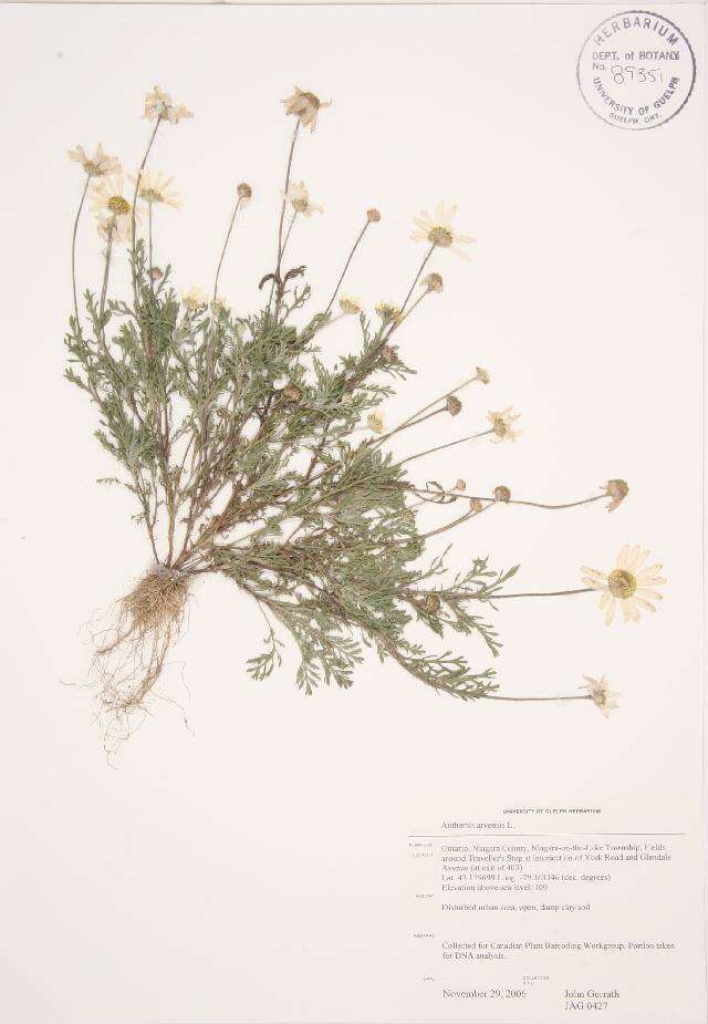 Anthemis arvensis L. resmi