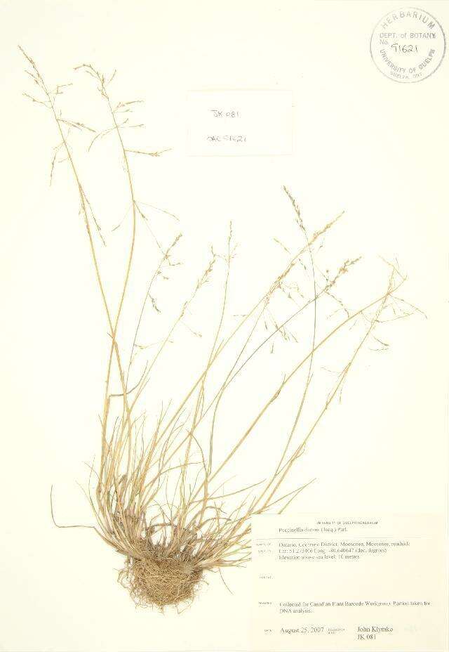 صورة Puccinellia distans (Jacq.) Parl.