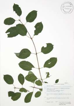 Image of common buckthorn