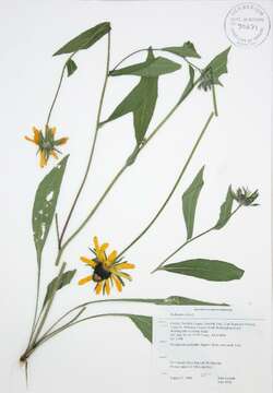 Image of blackeyed Susan