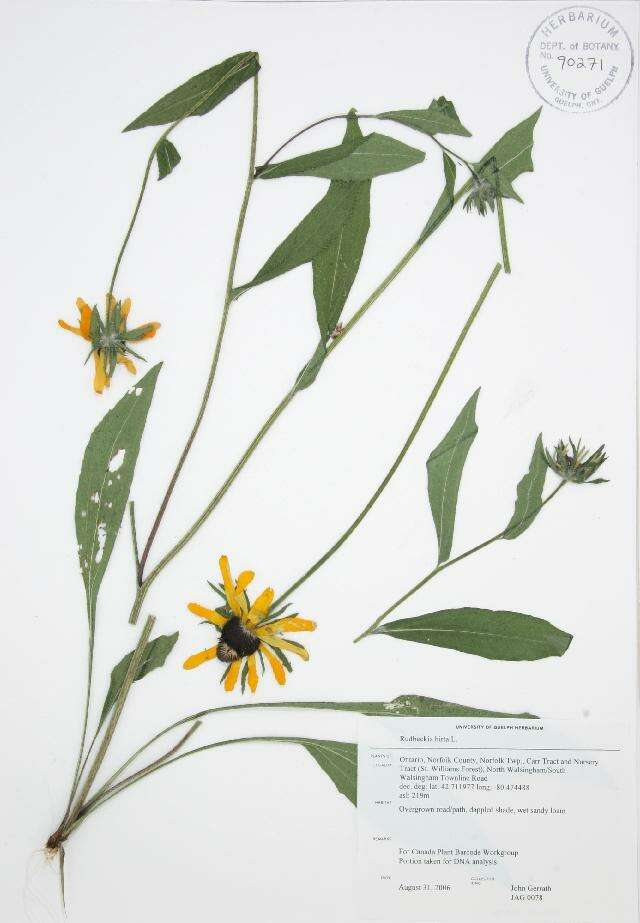 Image of blackeyed Susan