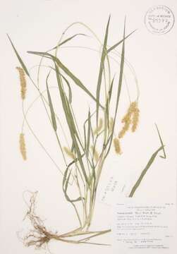 Image of Yellow Bristle Grass