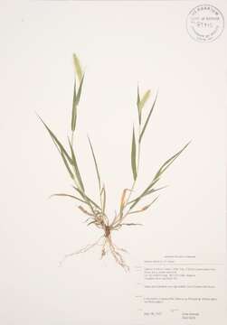 Image of green bristlegrass