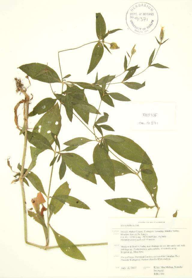 Слика од Silene latifolia Poir.