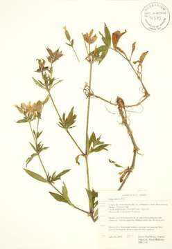 Image of Bladder Campion