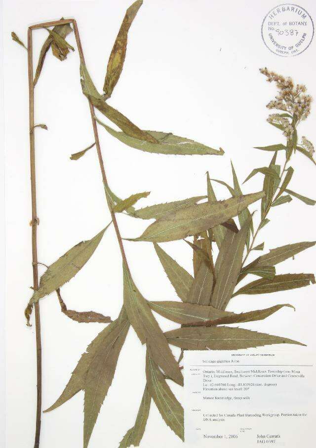 Image of giant goldenrod