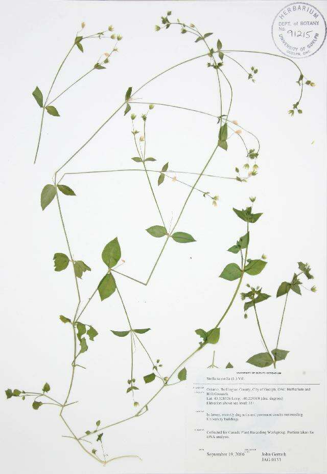 Image of common chickweed