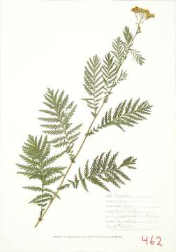 Image of common tansy