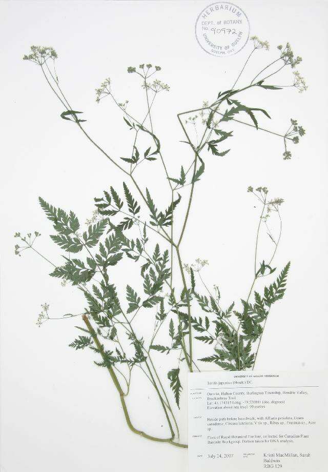 Image of Japanese hedge-parsley