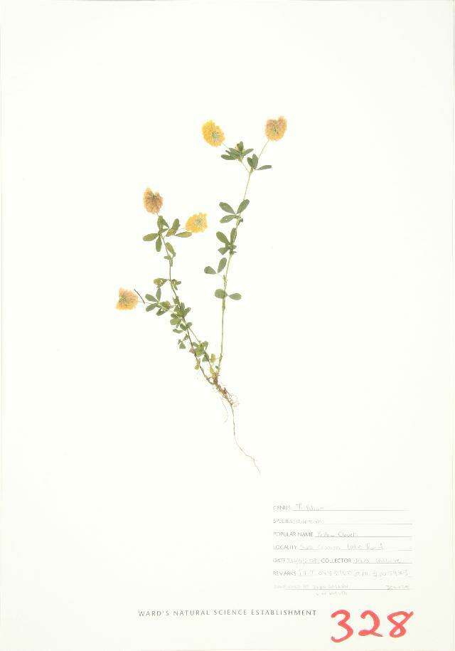 Image of golden clover