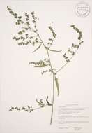 Image of spear saltbush