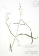 Image of wild oat