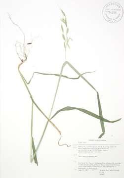 Image of wild oat