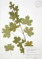 Image of Field Maple