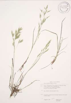 Image of Japanese brome