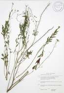 Image of littlepod false flax