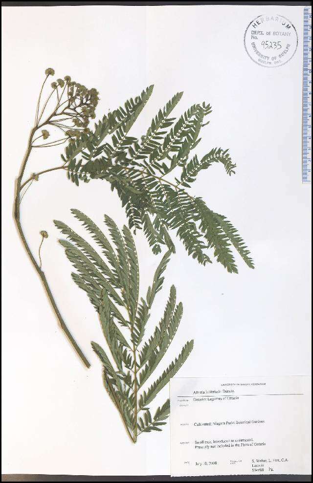 Image of albizia