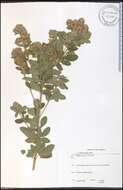 Lespedeza capitata Michx. resmi