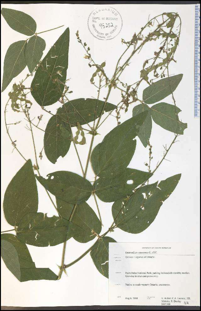 Desmodium canescens (L.) DC. resmi