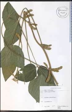 Image of soybean