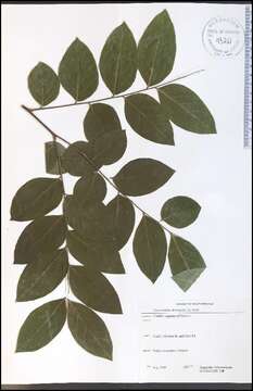 Plancia ëd Gymnocladus dioica (L.) K. Koch