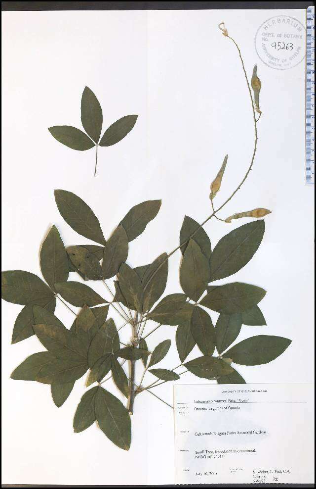 Image of Laburnum