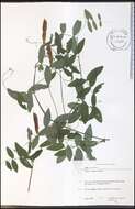 Lathyrus palustris L. resmi