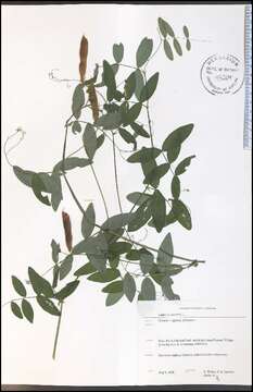 Image of Marsh pea