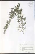 Lespedeza virginica (L.) Britton的圖片