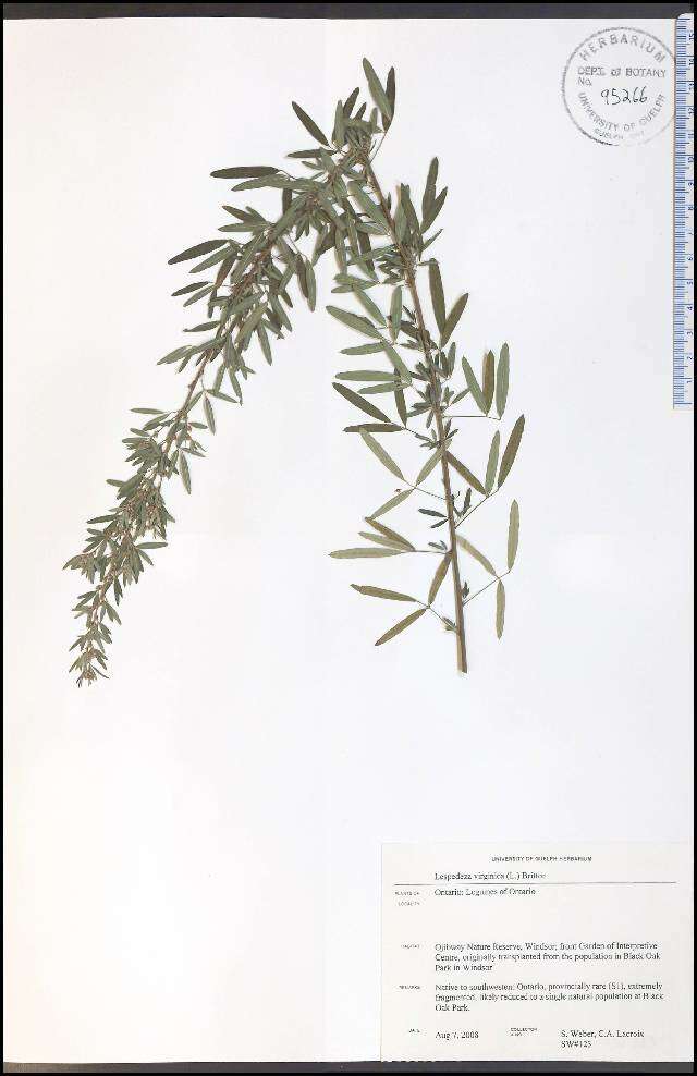 Lespedeza virginica (L.) Britton的圖片