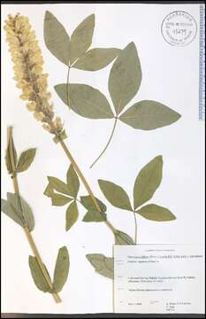 صورة Thermopsis