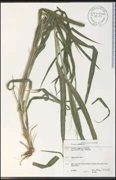 Image of witch grass