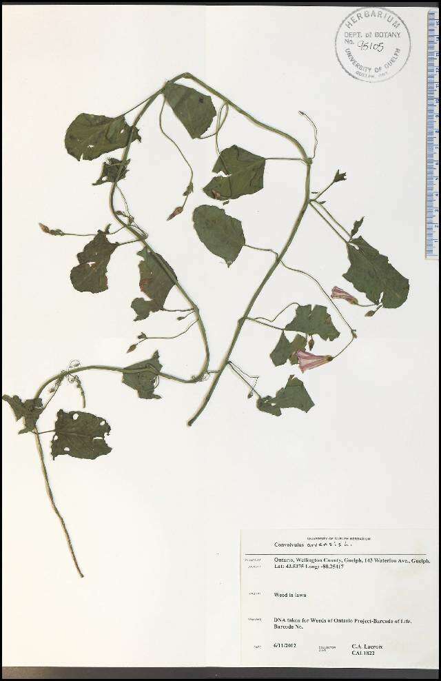 Imagem de Convolvulus arvensis L.