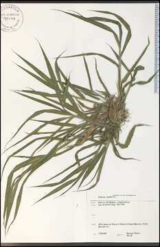 Image of witch grass