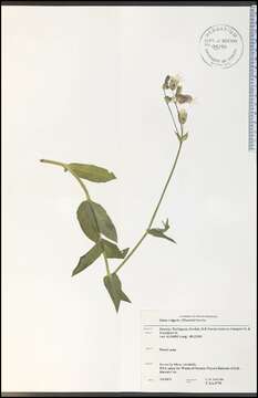 Imagem de Silene vulgaris (Moench) Garcke