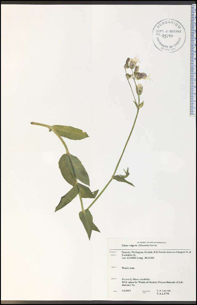 Image of Bladder Campion