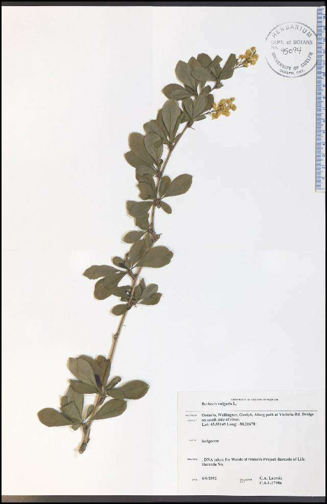 Image of Common Barberry