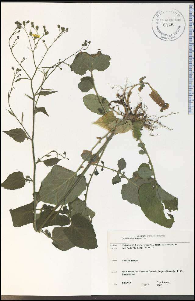 Image of nipplewort