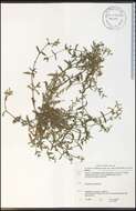 Image of sticky chickweed