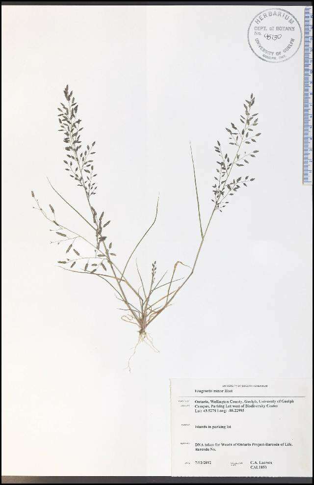 Image de Eragrostis minor Host