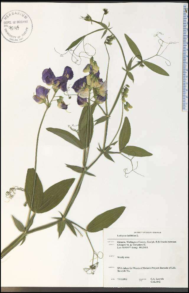 Lathyrus latifolius L. resmi